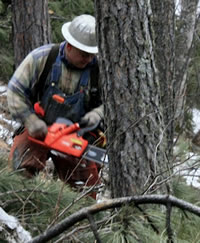 Cutting green infested pine beetle tree