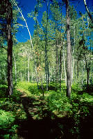 Trail photo